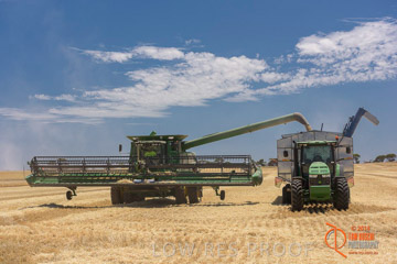 VITERRA 2013 / HARVESTING_DANIELS_122_141121