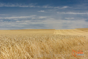 VITERRA 2013 / HARVESTING_DANIELS_127_141121