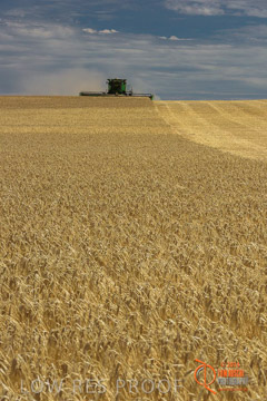 VITERRA 2013 / HARVESTING_DANIELS_129_141121