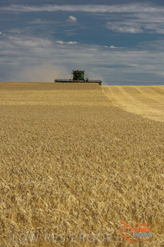 VITERRA 2013 / HARVESTING_DANIELS_130_141121