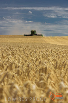 VITERRA 2013 / HARVESTING_DANIELS_131_141121