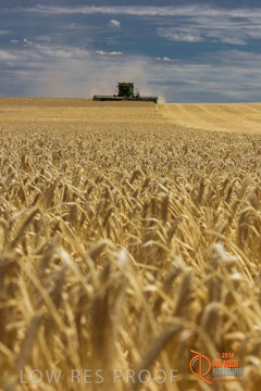 VITERRA 2013 / HARVESTING_DANIELS_132_141121