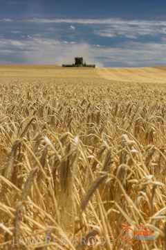 VITERRA 2013 / HARVESTING_DANIELS_135_141121