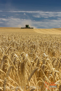 VITERRA 2013 / HARVESTING_DANIELS_136_141121