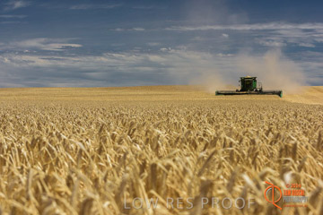 VITERRA 2013 / HARVESTING_DANIELS_139_141121