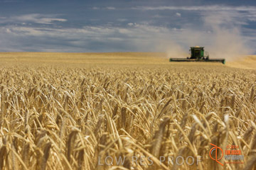 VITERRA 2013 / HARVESTING_DANIELS_141_141121