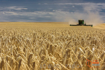 VITERRA 2013 / HARVESTING_DANIELS_142_141121