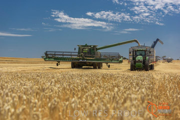 VITERRA 2013 / HARVESTING_DANIELS_149_141121