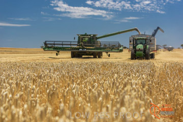 VITERRA 2013 / HARVESTING_DANIELS_151_141121