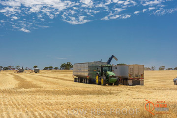 VITERRA 2013 / HARVESTING_DANIELS_154_141121