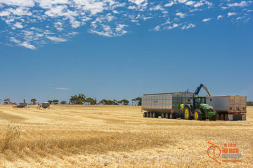 VITERRA 2013 / HARVESTING_DANIELS_156_141121