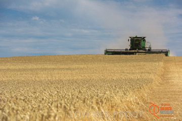 VITERRA 2013 / HARVESTING_DANIELS_158_141121