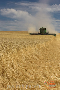 VITERRA 2013 / HARVESTING_DANIELS_161_141121