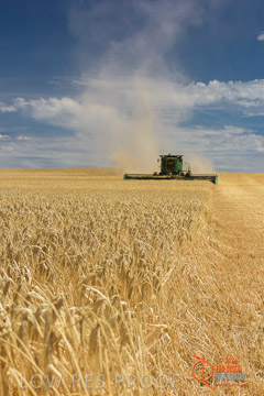 VITERRA 2013 / HARVESTING_DANIELS_162_141121