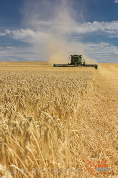 VITERRA 2013 / HARVESTING_DANIELS_164_141121