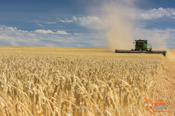 VITERRA 2013 / HARVESTING_DANIELS_168_141121