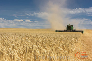 VITERRA 2013 / HARVESTING_DANIELS_169_141121