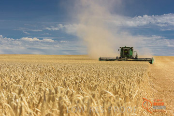 VITERRA 2013 / HARVESTING_DANIELS_170_141121