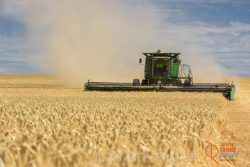 VITERRA 2013 / HARVESTING_DANIELS_171_141121
