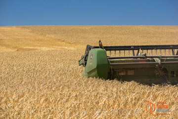 VITERRA 2013 / HARVESTING_DANIELS_172_141121