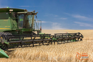 VITERRA 2013 / HARVESTING_DANIELS_178_141121