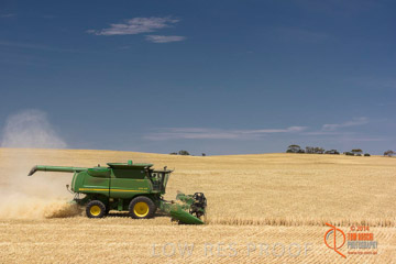 VITERRA 2013 / HARVESTING_DANIELS_182_141121