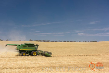 VITERRA 2013 / HARVESTING_DANIELS_183_141121