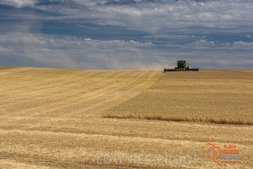 VITERRA 2013 / HARVESTING_DANIELS_186_141121