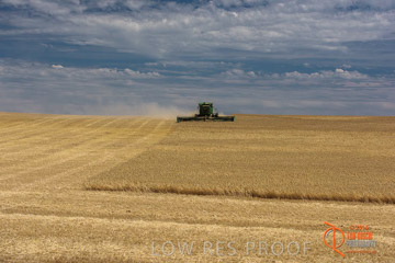 VITERRA 2013 / HARVESTING_DANIELS_188_141121