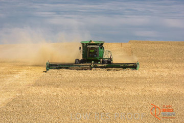 VITERRA 2013 / HARVESTING_DANIELS_189_141121