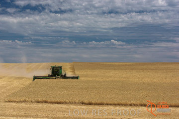 VITERRA 2013 / HARVESTING_DANIELS_192_141121