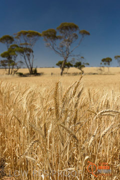VITERRA 2013 / HARVESTING_DANIELS_193_141121