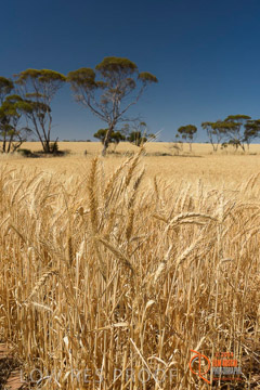VITERRA 2013 / HARVESTING_DANIELS_194_141121