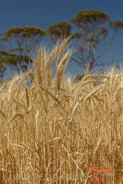 VITERRA 2013 / HARVESTING_DANIELS_196_141121