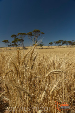 VITERRA 2013 / HARVESTING_DANIELS_197_141121