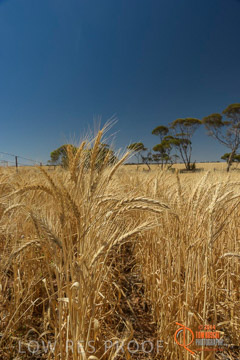 VITERRA 2013 / HARVESTING_DANIELS_198_141121