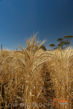 VITERRA 2013 / HARVESTING_DANIELS_201_141121