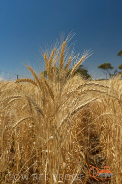 VITERRA 2013 / HARVESTING_DANIELS_202_141121