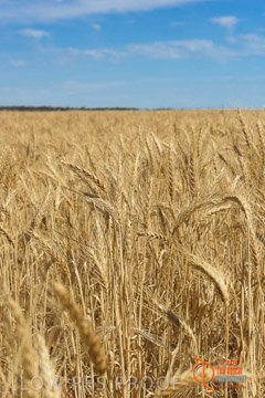 VITERRA 2013 / HARVESTING_DANIELS_207_141121