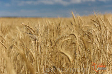 VITERRA 2013 / HARVESTING_DANIELS_209_141121