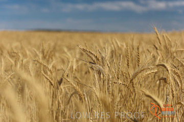 VITERRA 2013 / HARVESTING_DANIELS_211_141121
