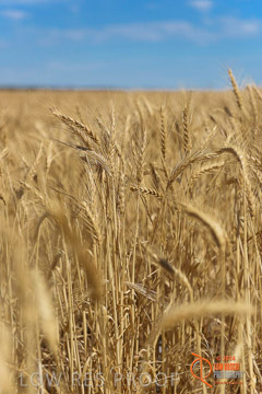 VITERRA 2013 / HARVESTING_DANIELS_212_141121