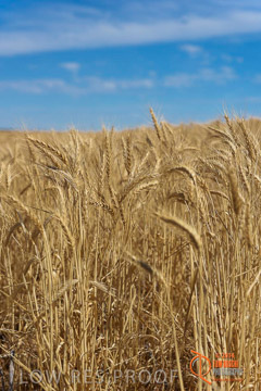 VITERRA 2013 / HARVESTING_DANIELS_214_141121
