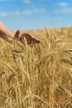 VITERRA 2013 / HARVESTING_DANIELS_215_141121