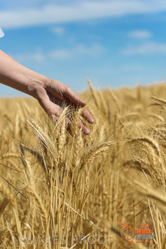 VITERRA 2013 / HARVESTING_DANIELS_219_141121
