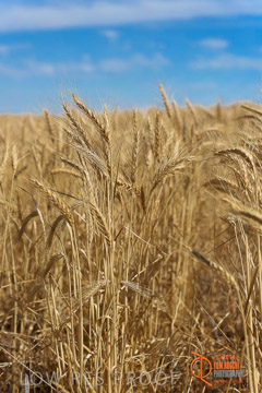VITERRA 2013 / HARVESTING_DANIELS_224_141121