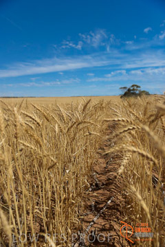 VITERRA 2013 / HARVESTING_DANIELS_226_141121