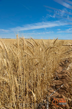 VITERRA 2013 / HARVESTING_DANIELS_227_141121