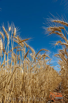 VITERRA 2013 / HARVESTING_DANIELS_229_141121