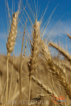VITERRA 2013 / HARVESTING_DANIELS_232_141121